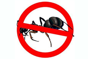 Ants Pest Control Chattanooga