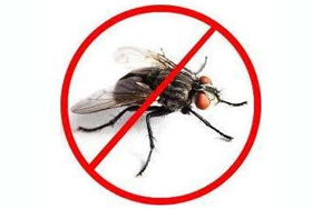 Fly Pest Control Chattanooga