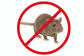Rodents Pest Control Chattanooga